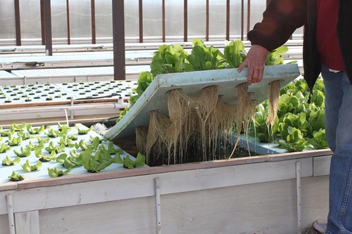 Raftové pěstování salátu